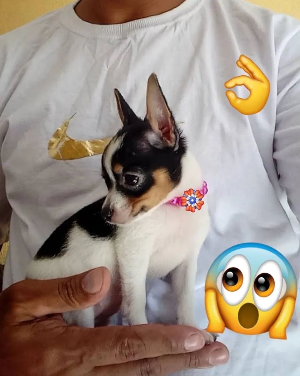 Pinscher obs: vacina importada 