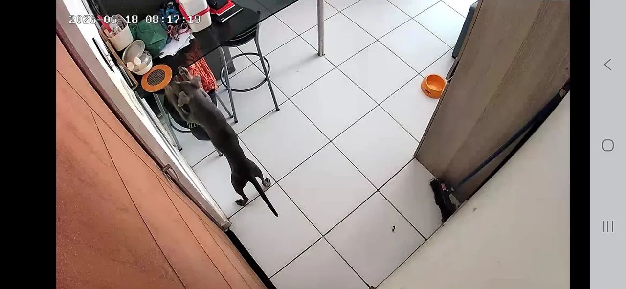 Adoção Responsável  - Foto 4