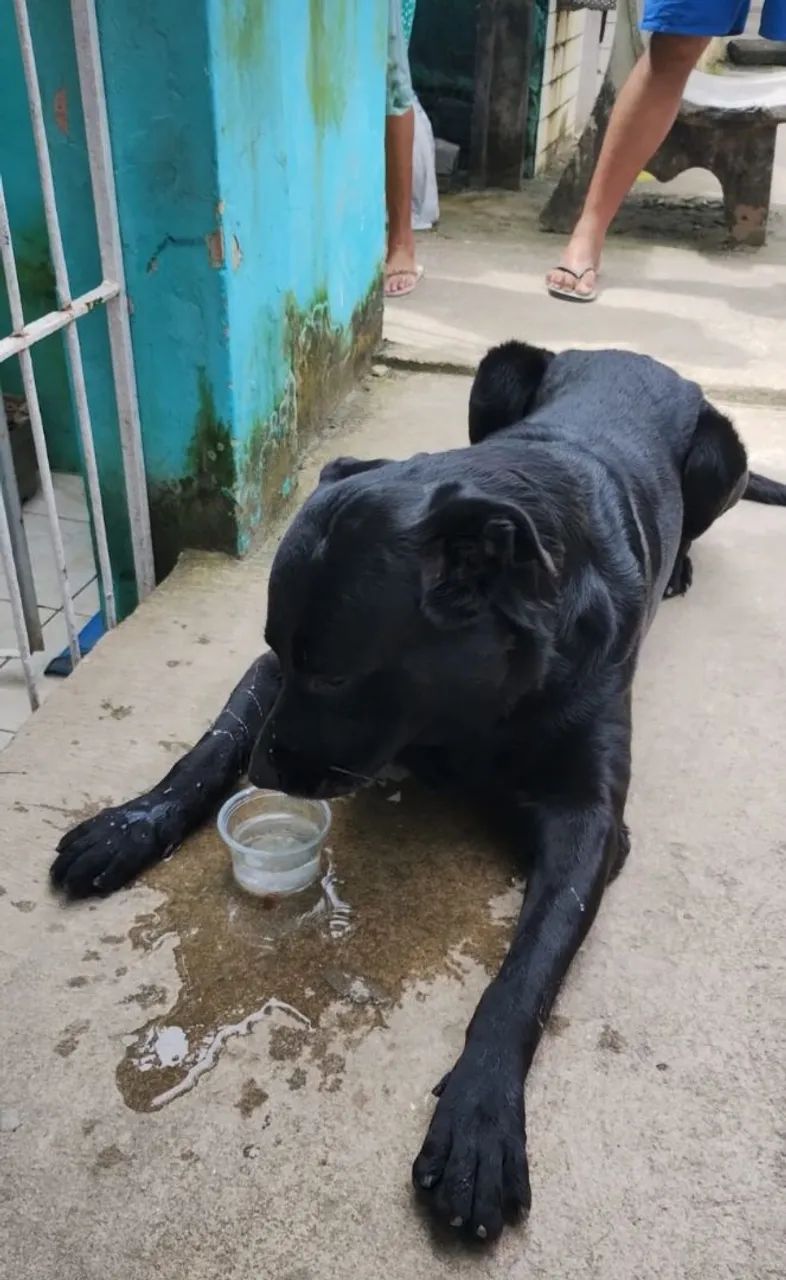 LABRADOR - Foto 2