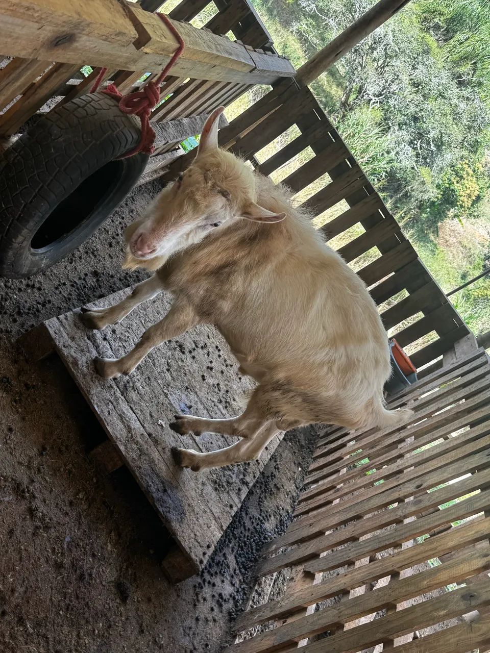 Cabras leiteiras  - Foto 5