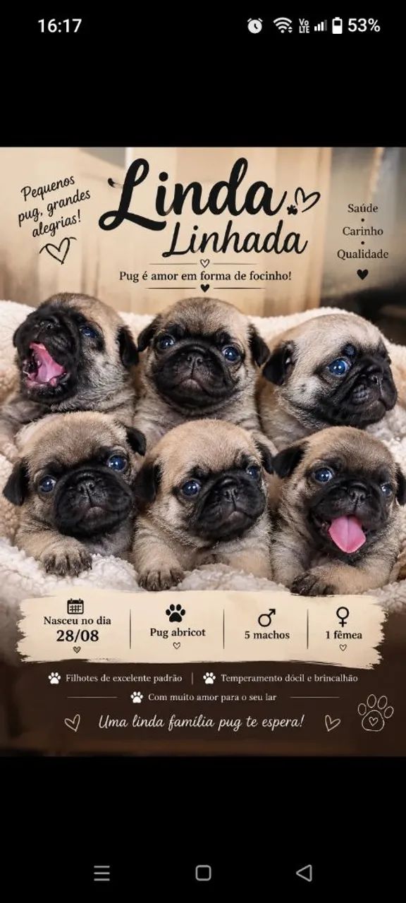 Linda ninhada de pugs