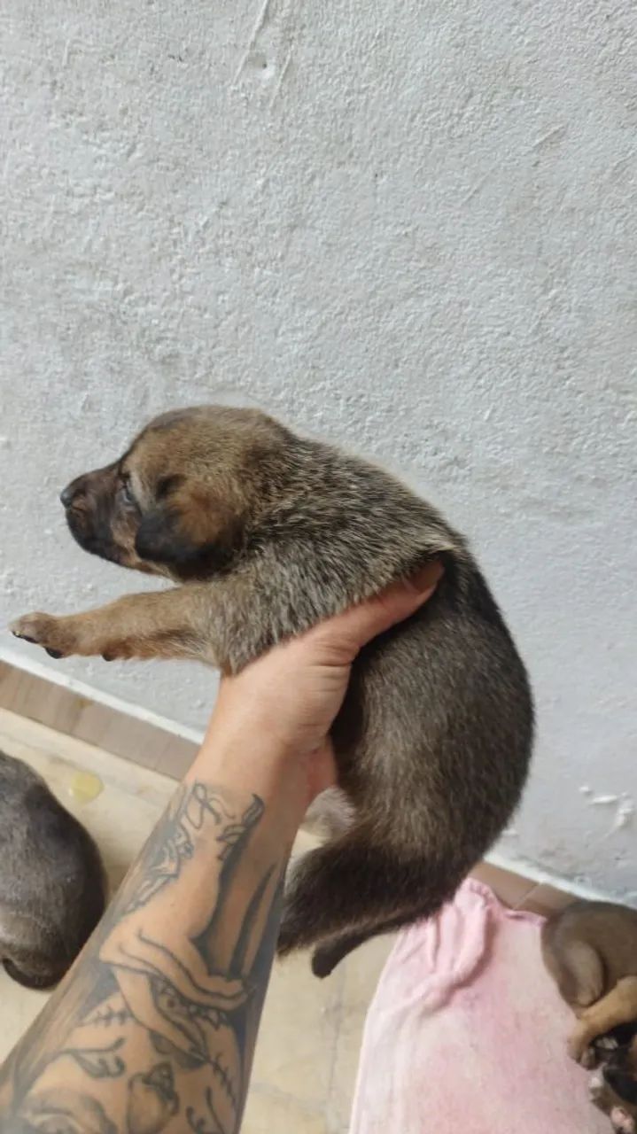 Filhotes de cachorro  - Foto 5