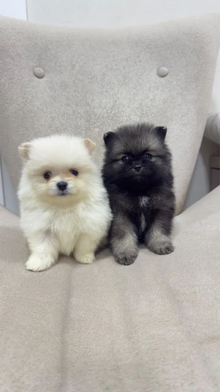 Spitz Alemão Fêmea e Macho