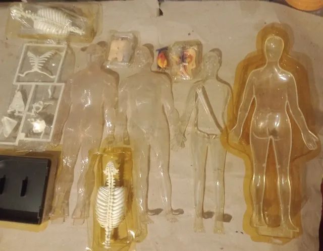 Corpo humano