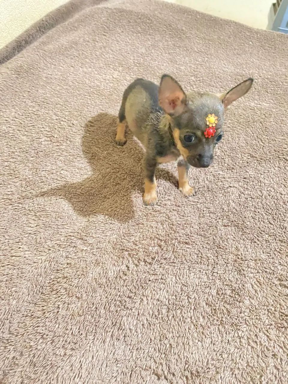Pinscher machinho  - Foto 2