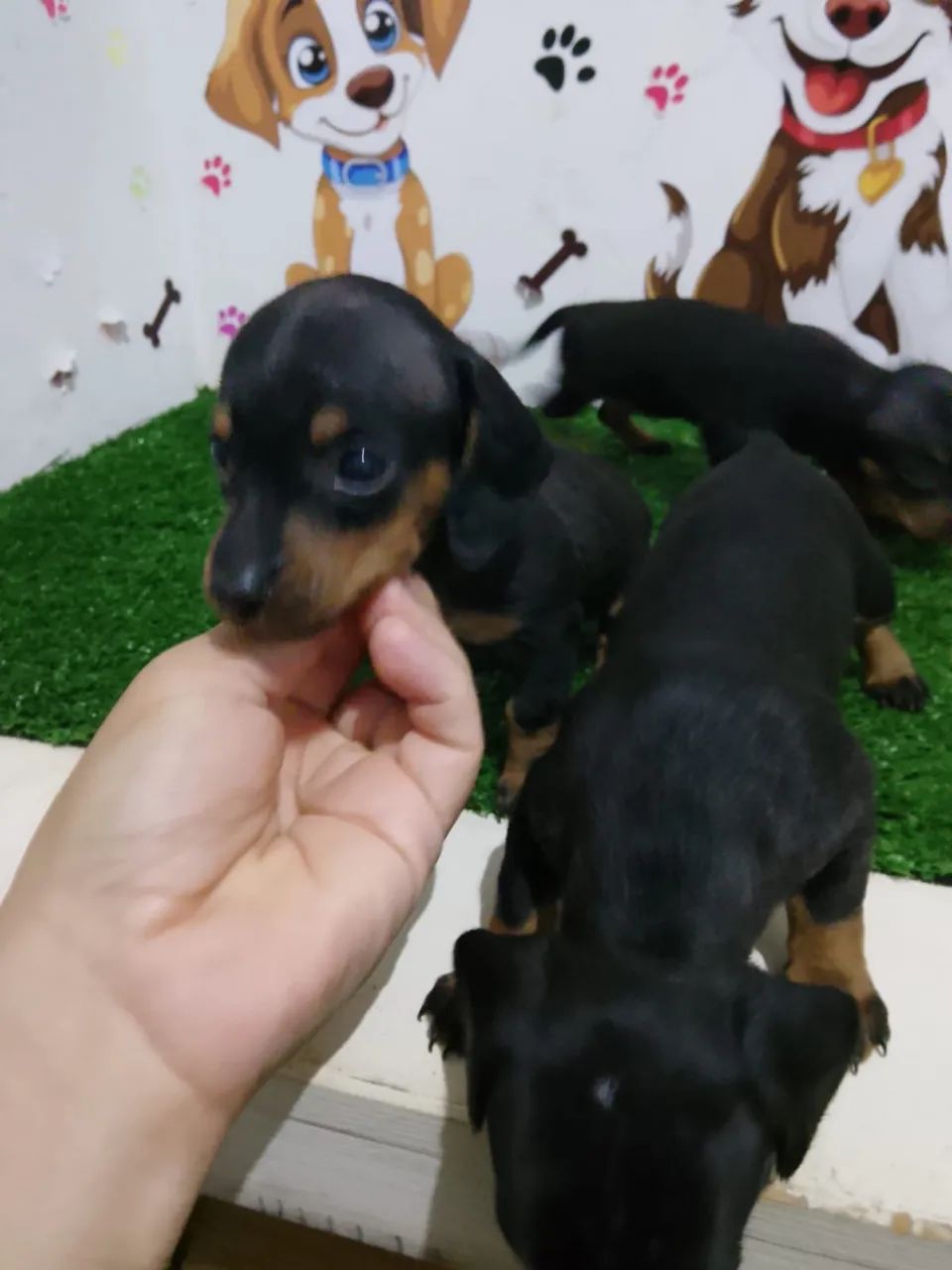 ? NINHADA DE DACHSHUND À VENDA ? - Foto 3
