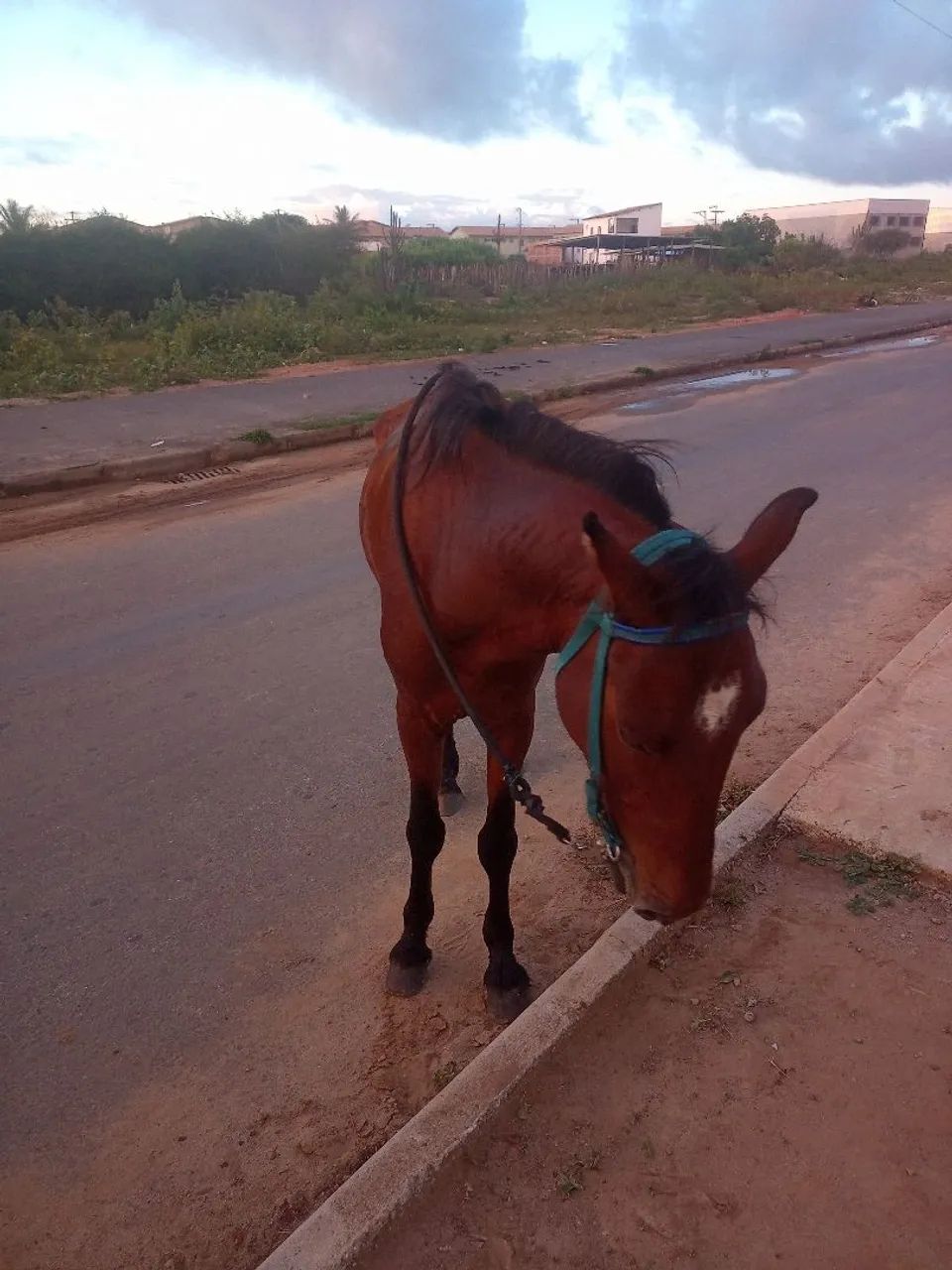 Cavalo 