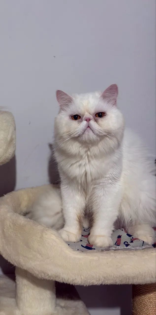 Gato persa macho venda  - Foto 4