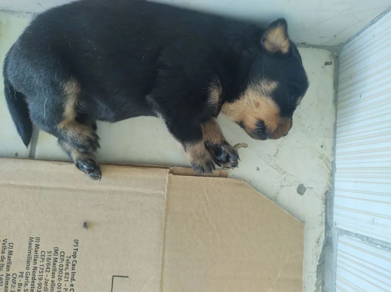 Lindos Filhotes de Rottweilers Alemães  - Foto 4