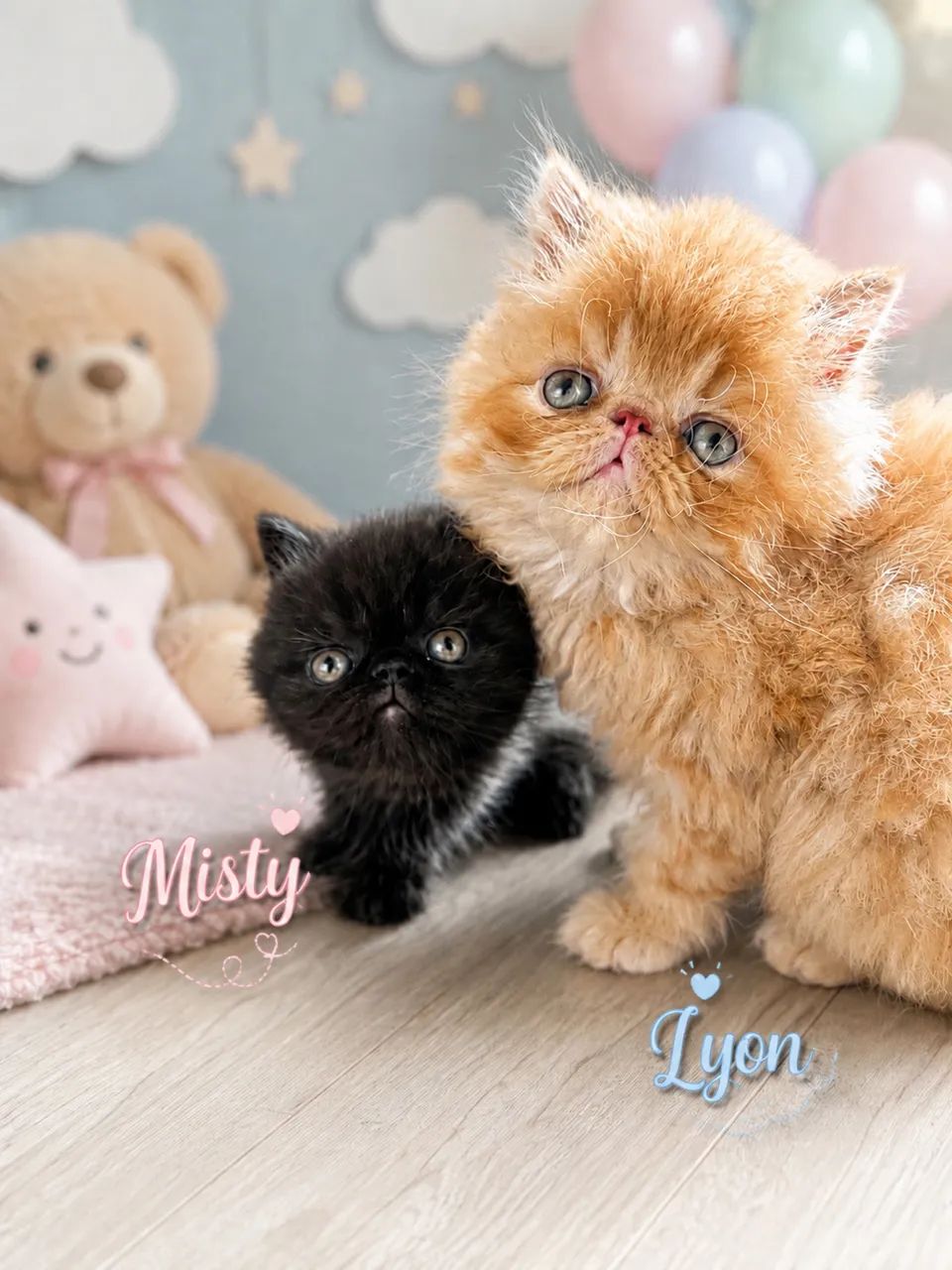 Filhotes de Gatos Persa e Exótico - Lindíssimos e Muito Bem Cuidados