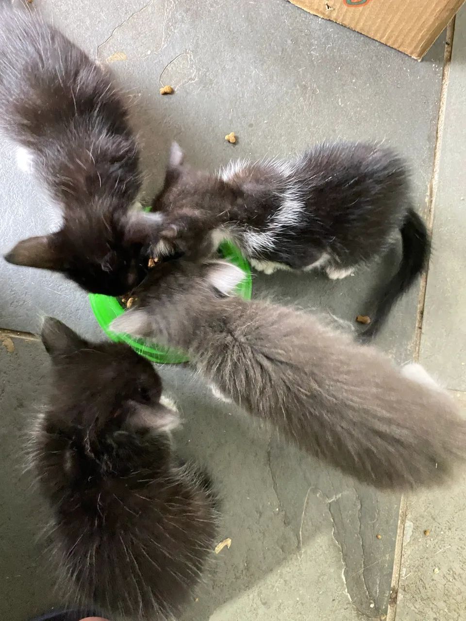 DOA-SE GATOS COM URGÊNCIA  - Foto 6