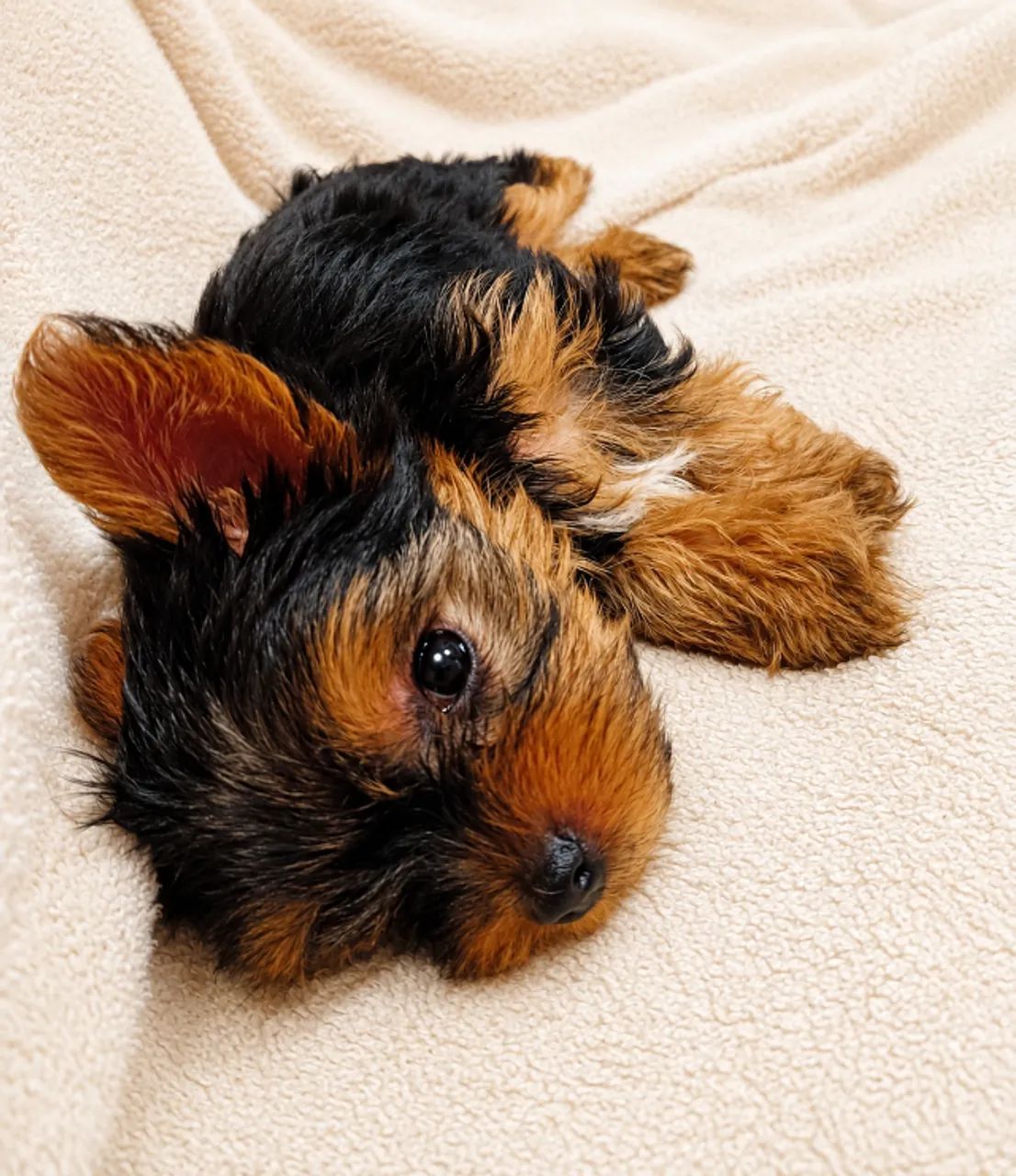 Cachorro  - Foto 2