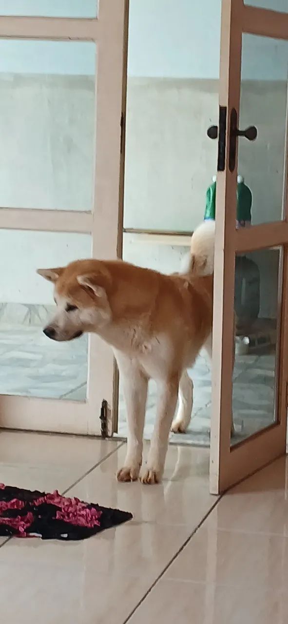 Akita - Foto 4