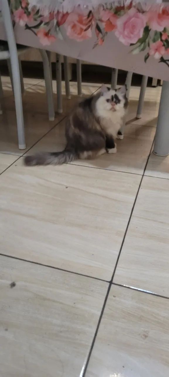 Gata persa