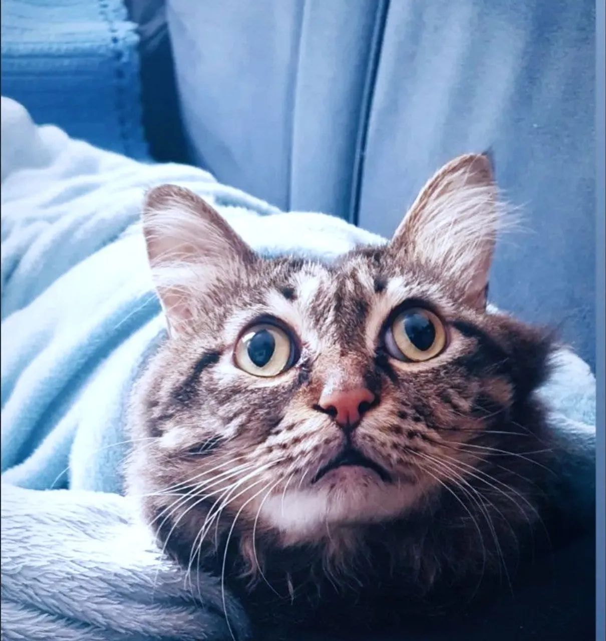 Dustin - Foto 2
