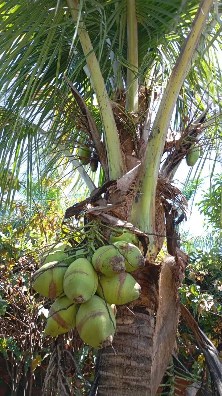 CHÁCARA À VENDA EM MARIALVA/PR  QUALIDADE DE VIDA, ESPAÇO E TRANQUILIDADE - Foto 5