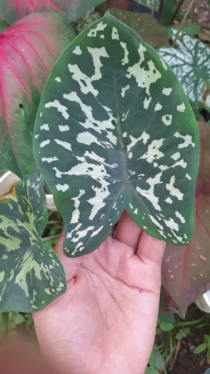 Caladium militar  - Foto 4
