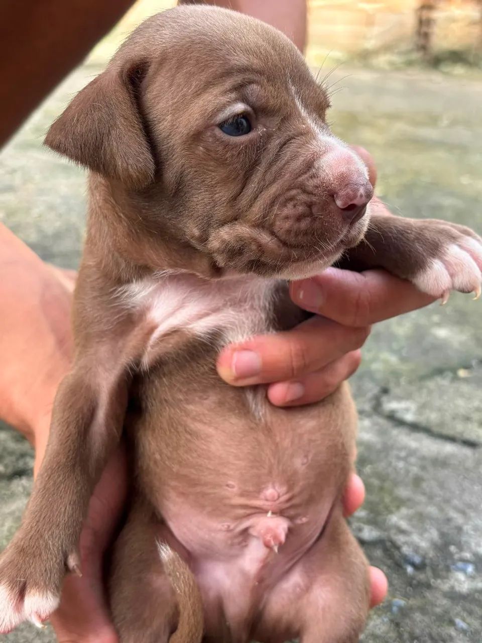 Cachorro Pit monster  - Foto 2