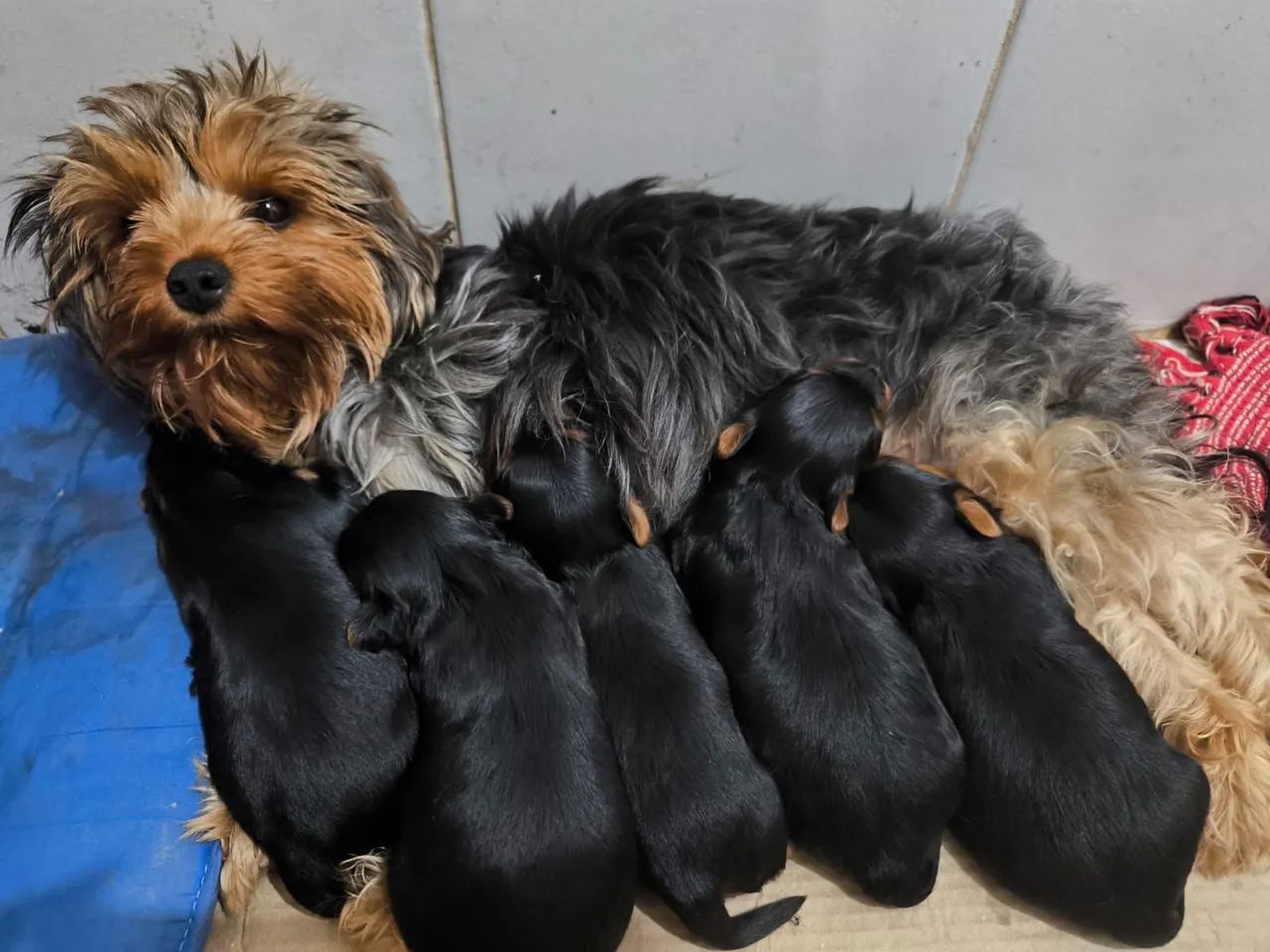 Yorkshire terrier - Foto 2