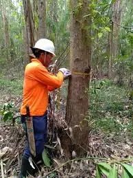 Ajudante para inventário florestal