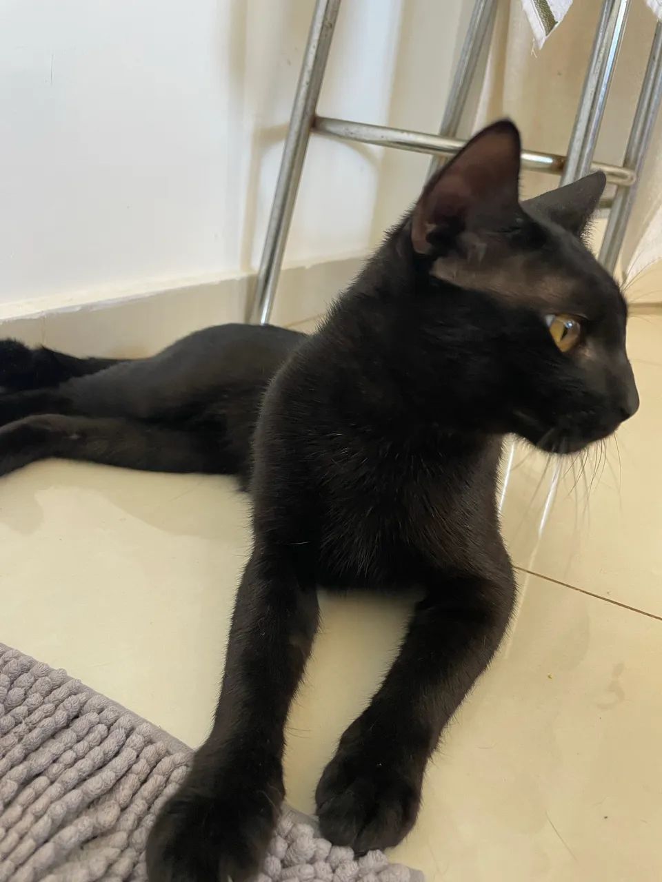 Doação responsável - Gatinho Preto