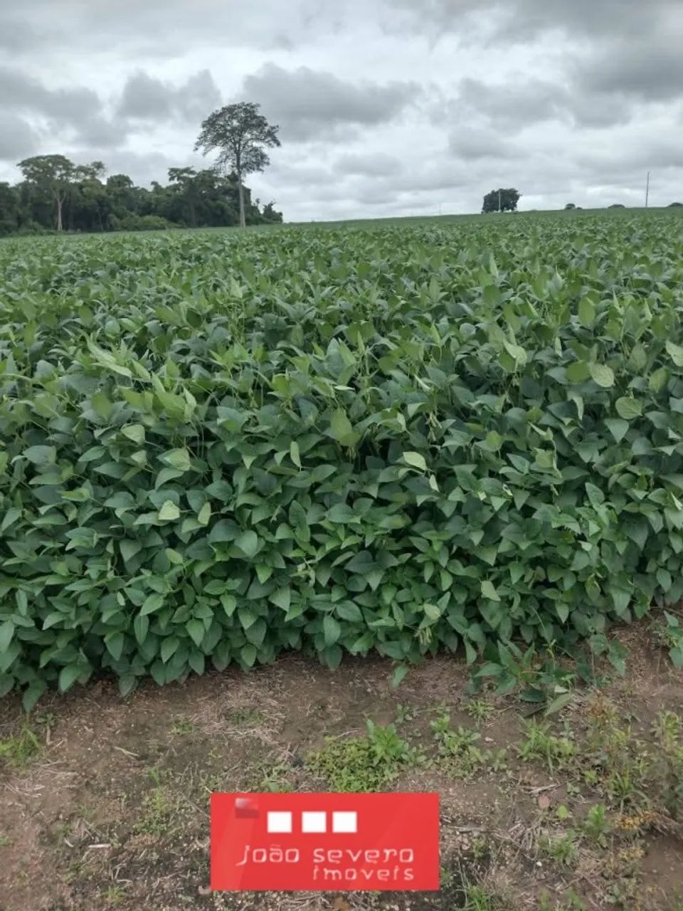 Fazenda para Venda em Ribeirão Cascalheira - Foto 5