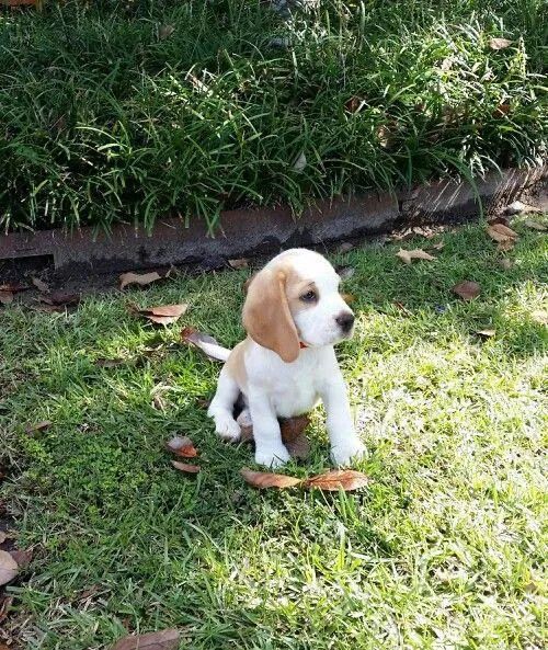 Confira filhote de Beagle mini 13 polegadas