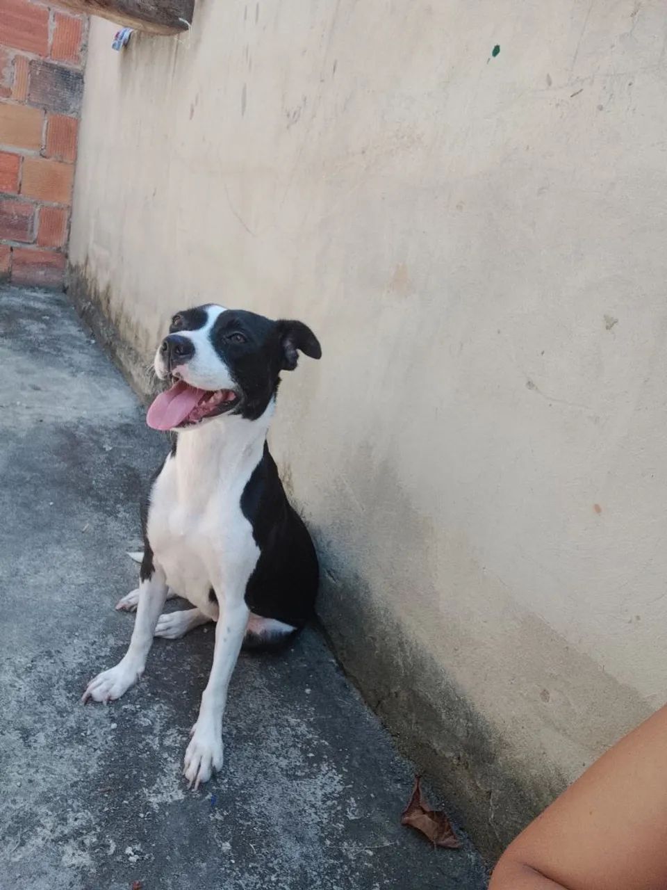 Doação de cachorra - Foto 4