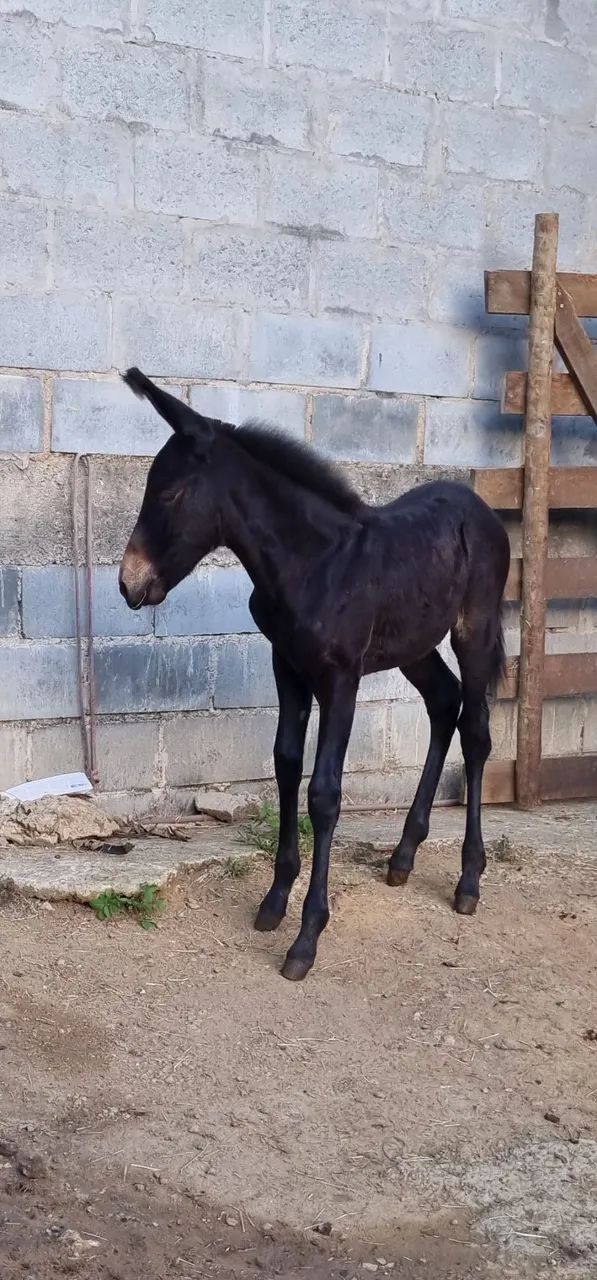 Mula preta de picada  - Foto 5