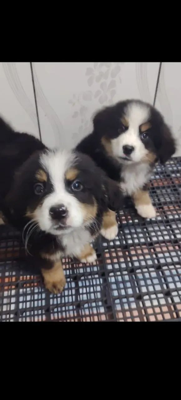 Bernese promoção últimos