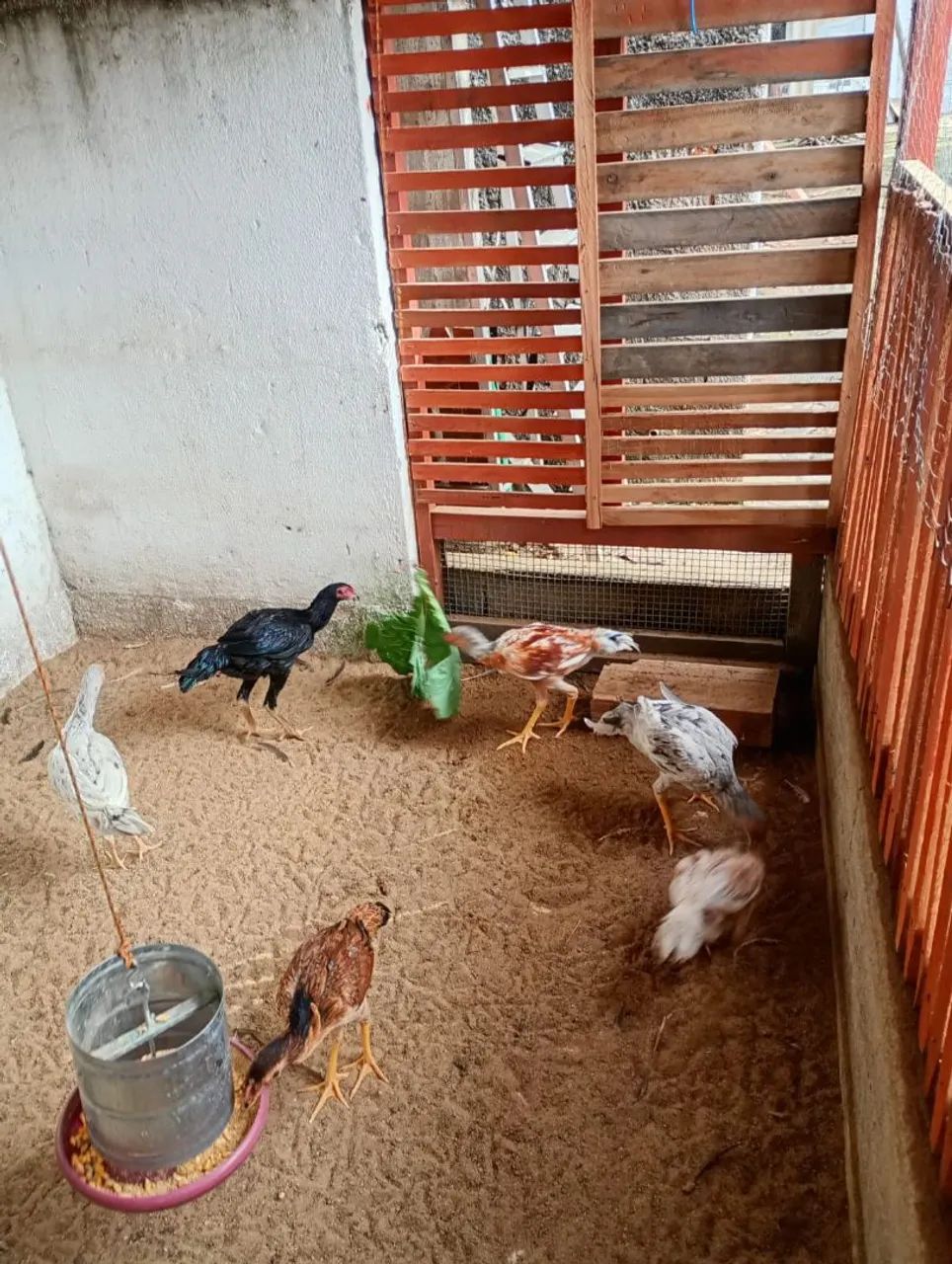 Animais 