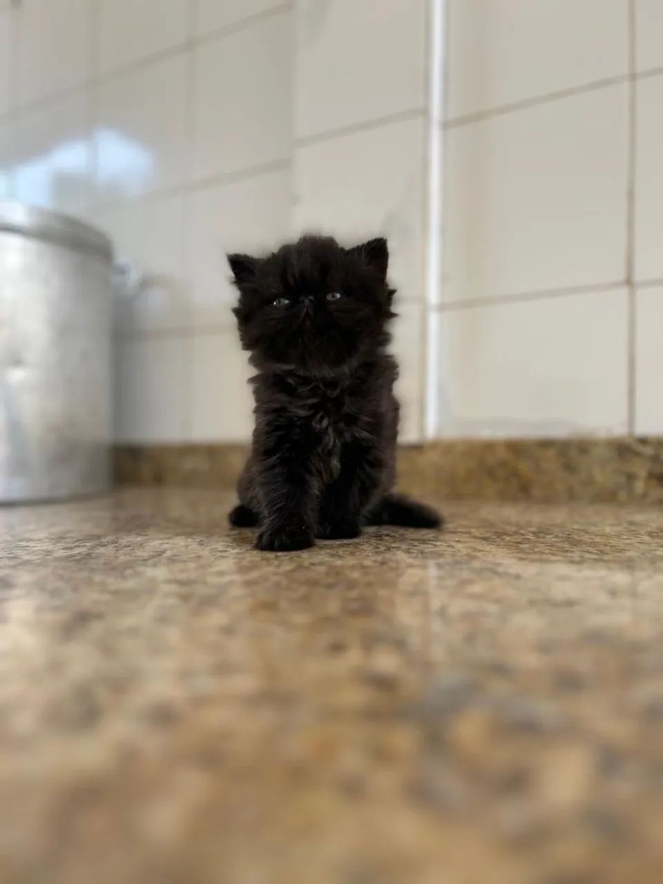 Gato Persa - Foto 3
