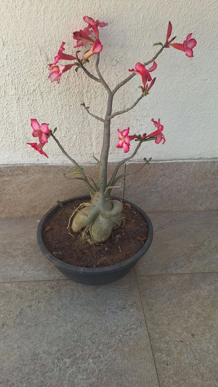 Rosa do deserto  - Foto 2
