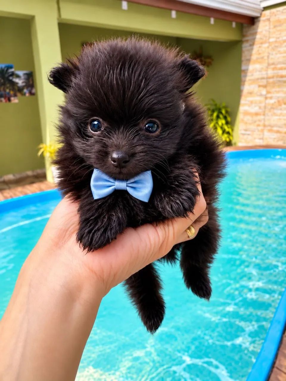 Mini Spitz Alemão  - Foto 4