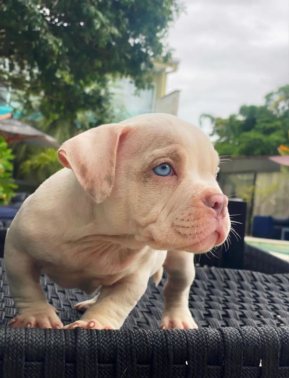 American bully  - Foto 5