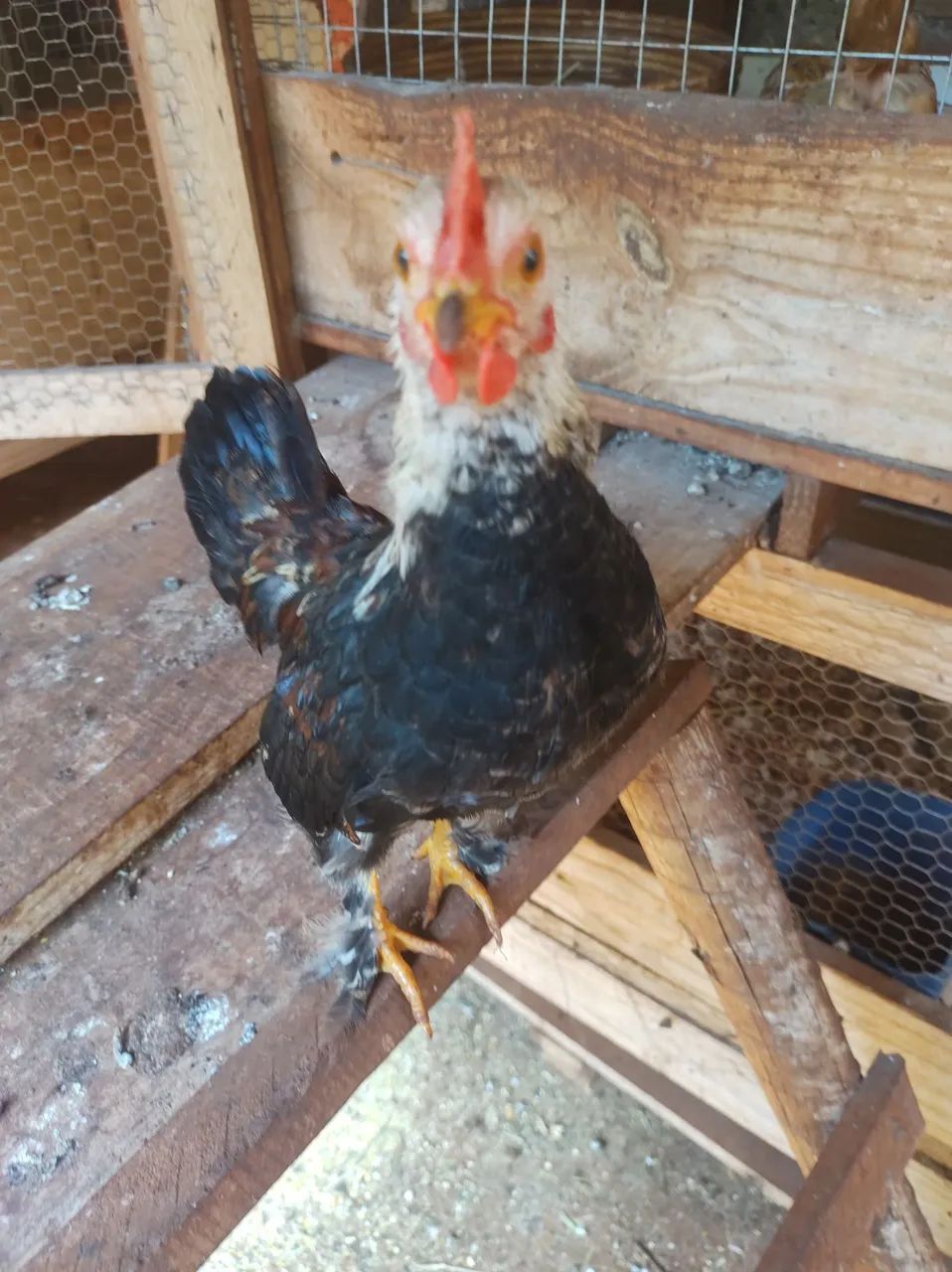 Mini garnize/ frango garnisé  - Foto 3