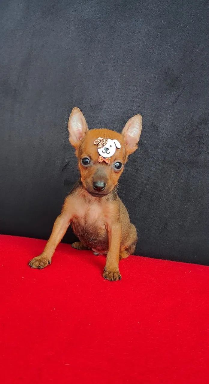Pinscher fêmea e macho disponível  - Foto 4