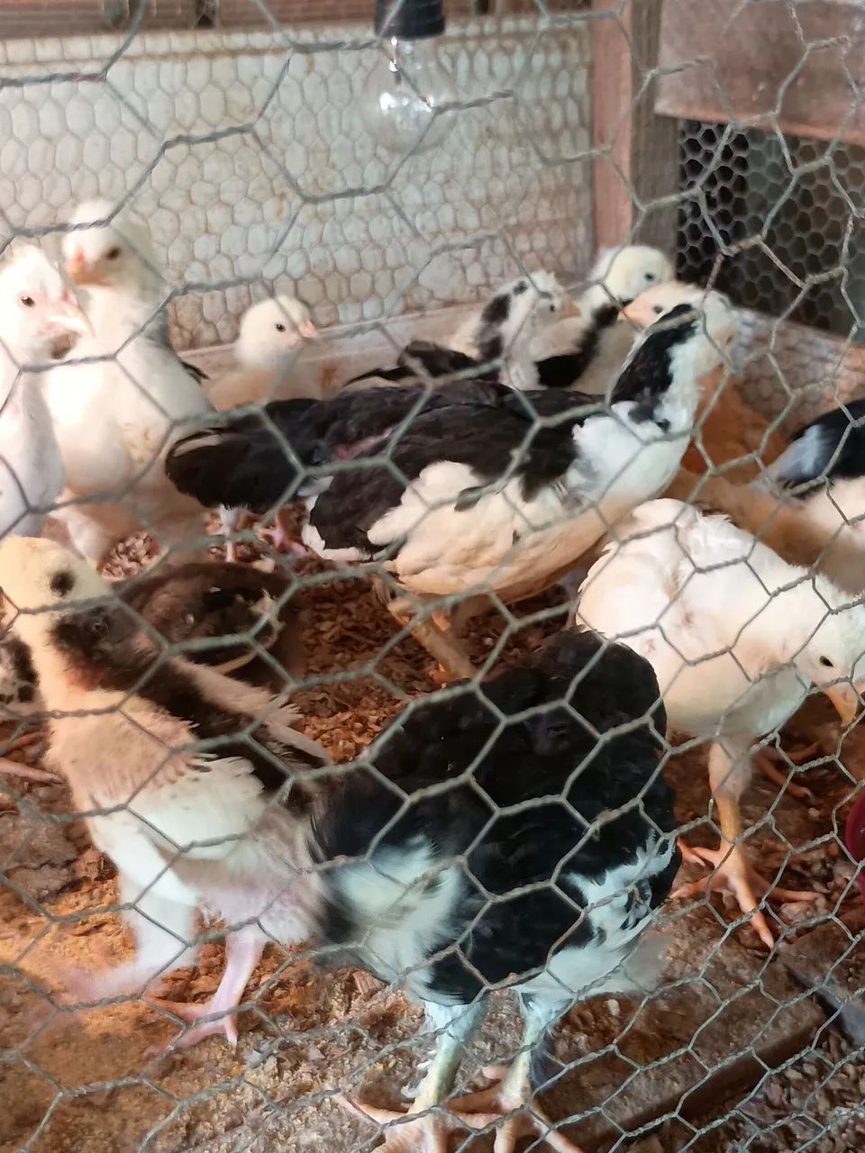 Vende se pintinhos de GSB balão  - Foto 3