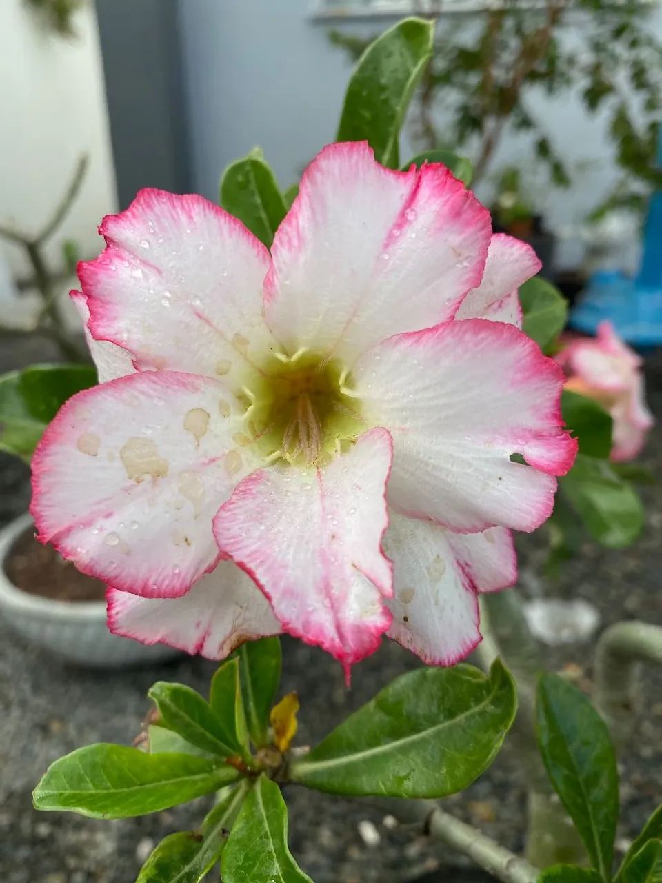 ROSA DO DESERTO GIGANTE  - Foto 4