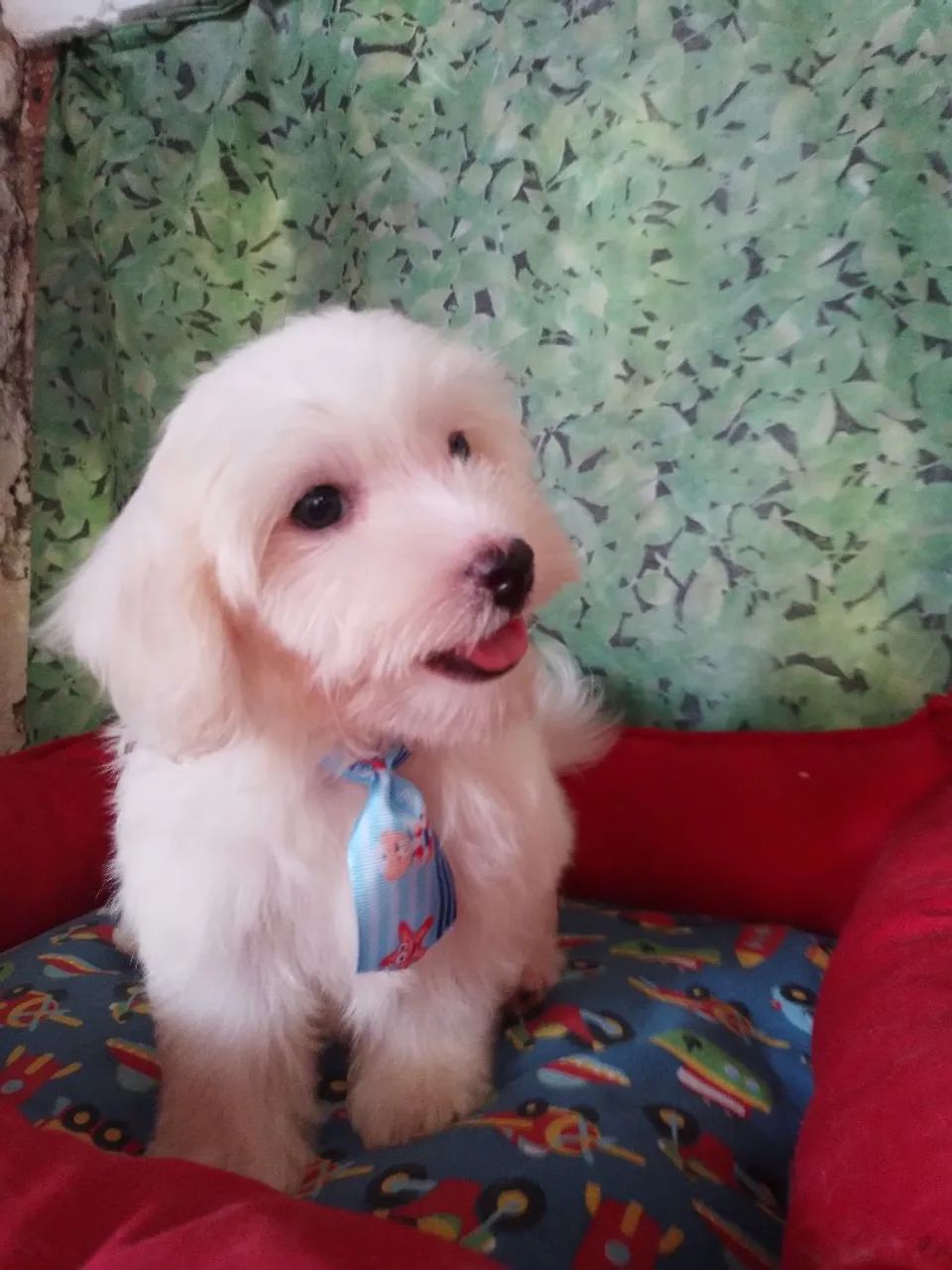 Maltês vacina importada, pedigree  - Foto 4