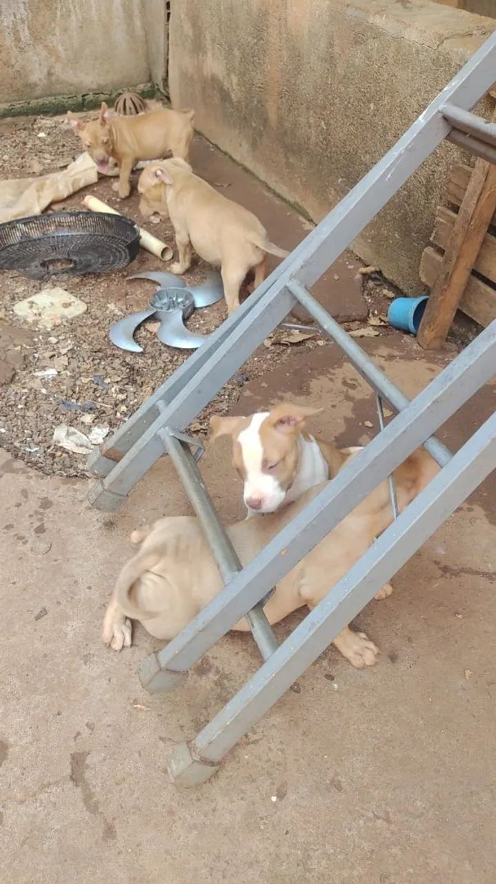 Filhotes de Pitbull - Foto 3