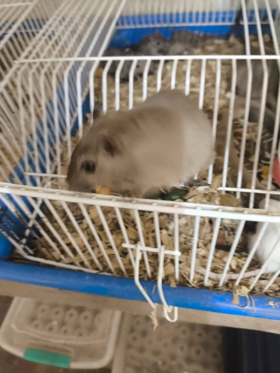 Gerbil  - Foto 2