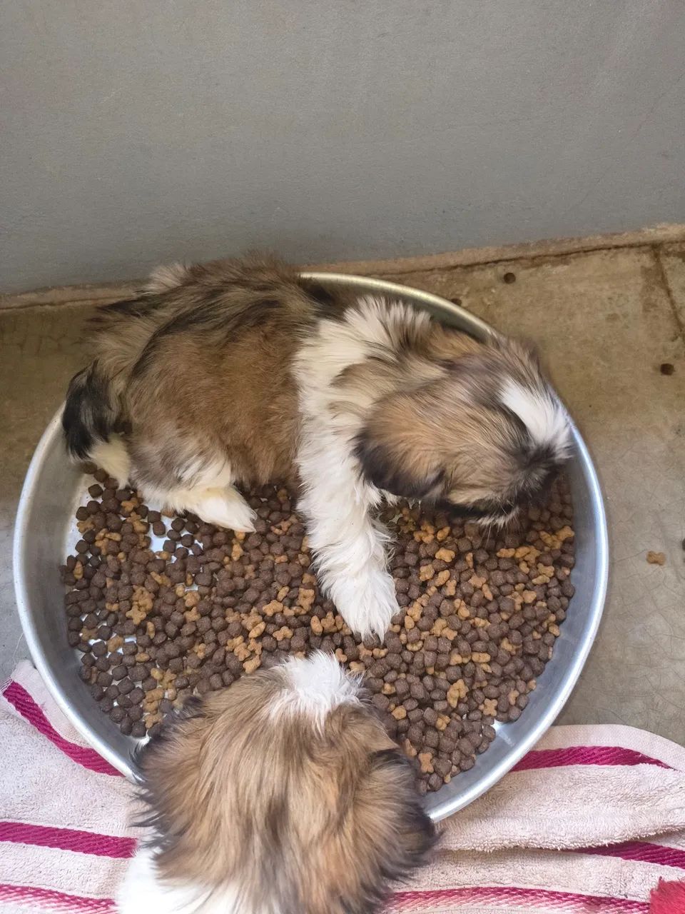 Cachorro  - Foto 2