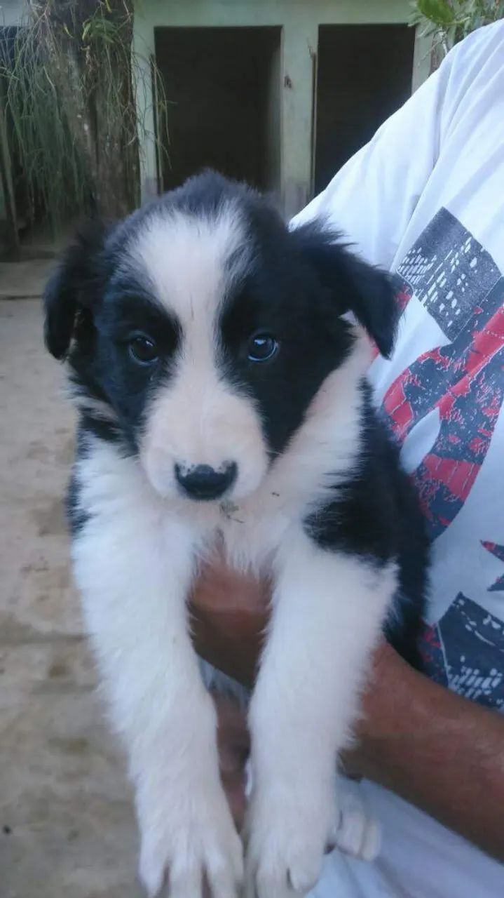 Border collie marrom  - Foto 2