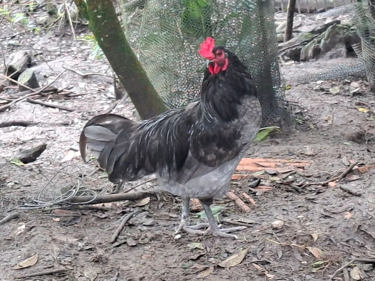 Frango Ameraucana  - Foto 6