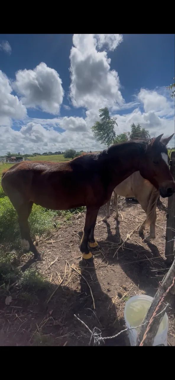 Cavalos - Foto 2