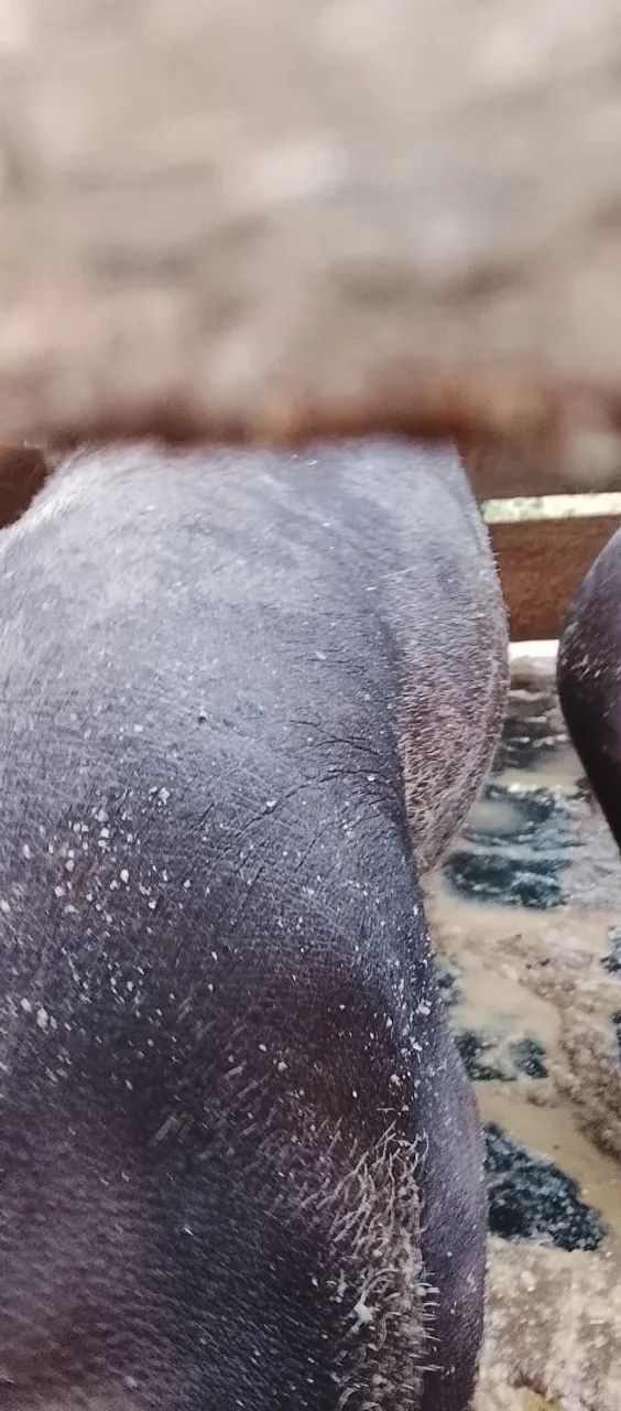 Leitões e uma marroa  - Foto 4