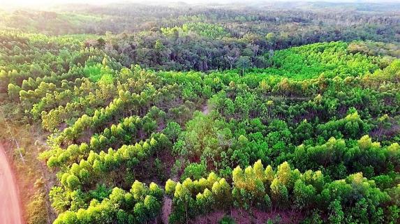Fazenda em Igrapiuna com acesso ao mar - Foto 14