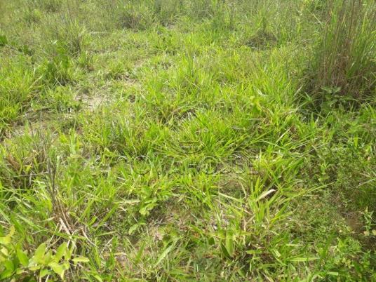 Fazenda rural à venda, centro, itaguaia - . - Foto 12