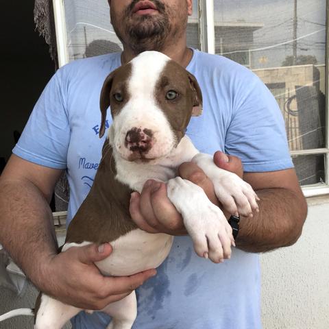 Filhotes de pitbull x Pit monster - Foto 3